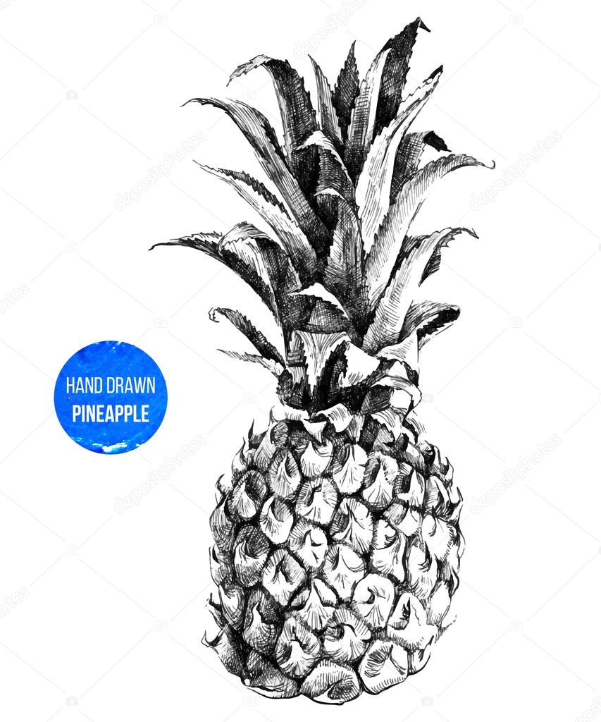 Hand drawn pineapple