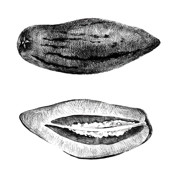 Melone di pepino disegnato a mano — Vettoriale Stock
