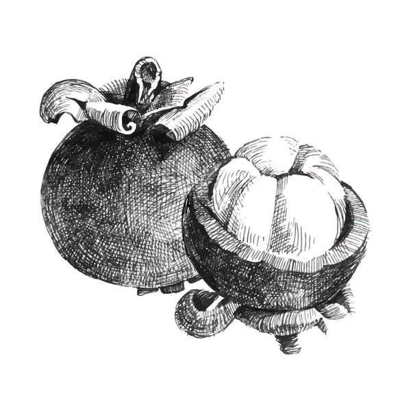 Mangostino aislado sobre fondo blanco — Archivo Imágenes Vectoriales