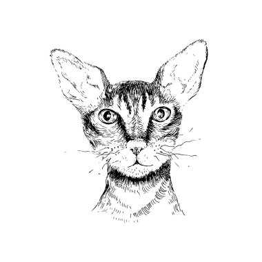 cornish rex cat portrait