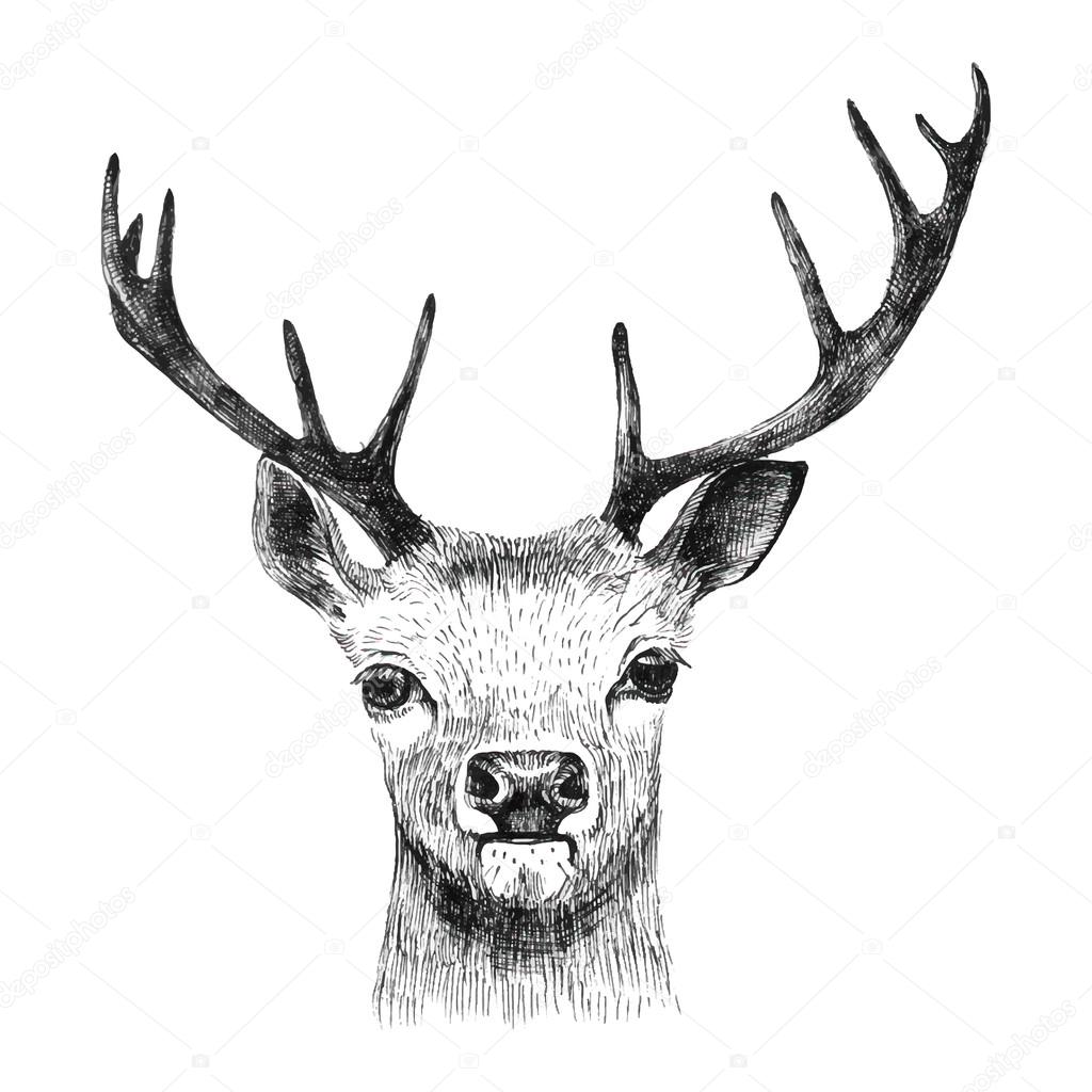 Hand drawn deer