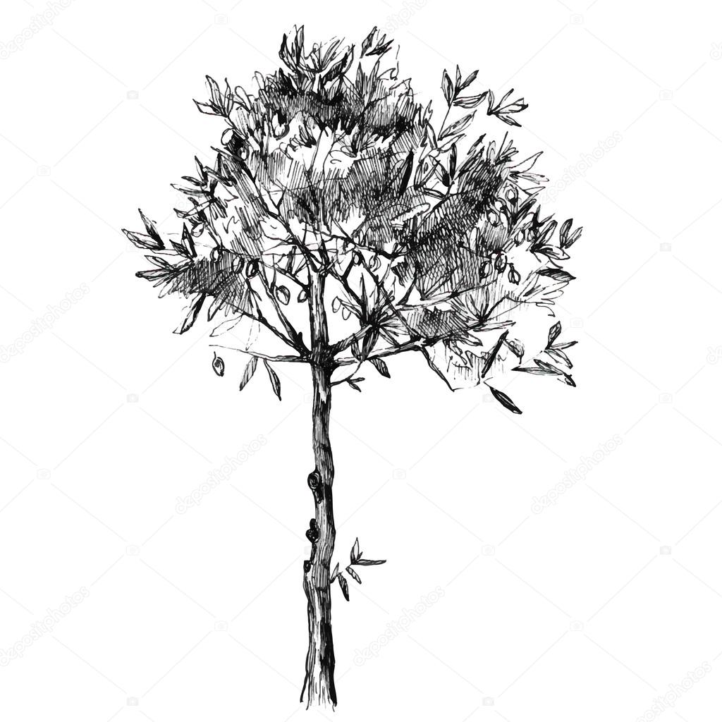 hand drawn olive tree