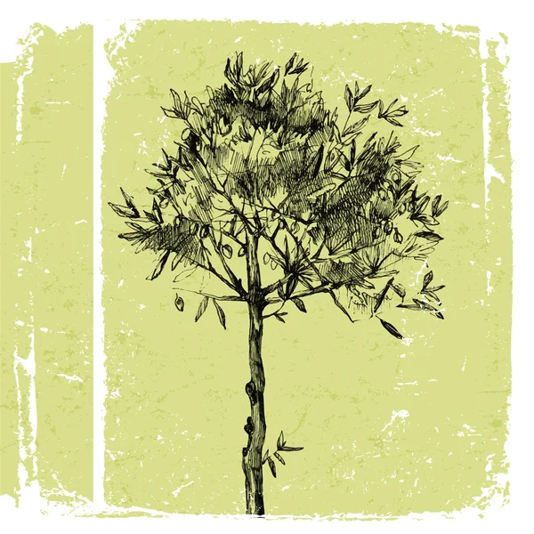Hand drawn olive tree — Stock Vector