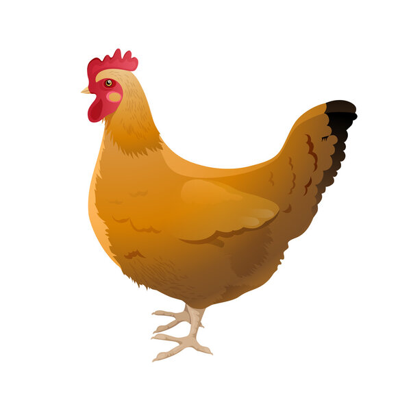 hen on white background