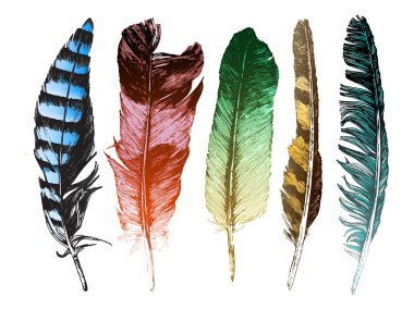 Colorful hand drawn feathers on white background clipart