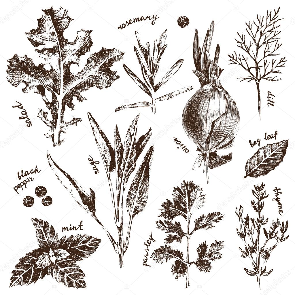 hand drawn herbs and spices set