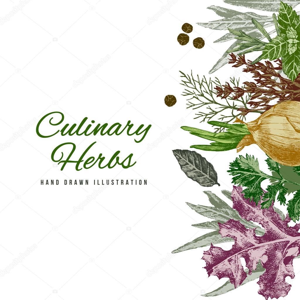 Background with hand drawn herbs and spices