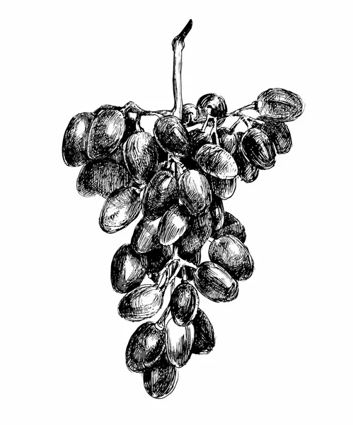 Racimo de uvas extraídas a mano — Vector de stock