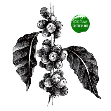 El yapımı kahve ağacı dalı