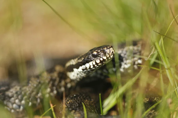 Viper na grama — Fotografia de Stock