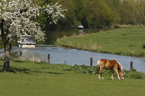 Nehir, tekneler, at ve çiçeği ağaçları ile Hollandalı peyzaj