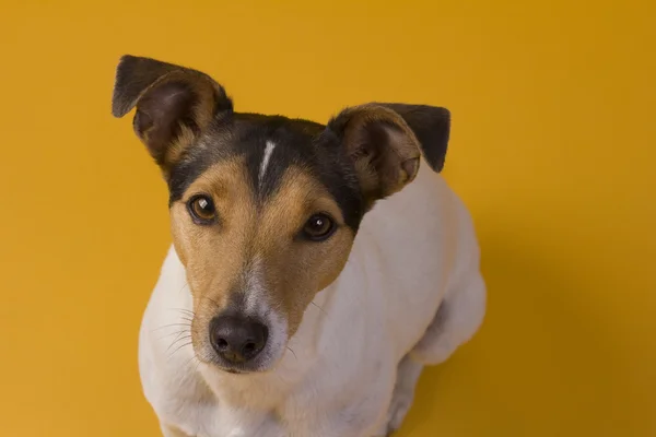 Jack Russel Sarı zemin üzerine