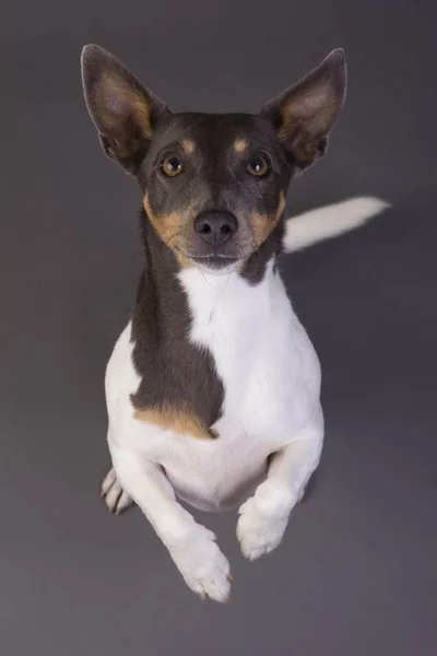Jack Russel gri arka plan üzerinde