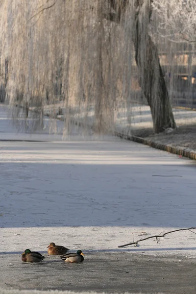 Kışın buzda üç ördek