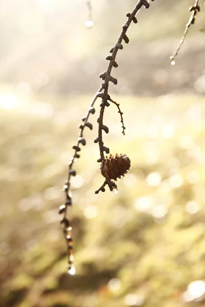 Güneş ışığı altında asılı süper