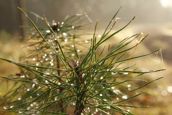 Küçük çam ağacı üzerinde donmuş waterdrup