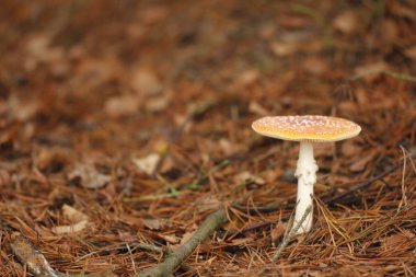 Yaprakları arasında kahverengi tonu mantar