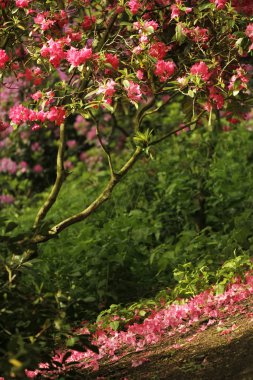 Japon bahçe içinde pembe düşen yapraklar