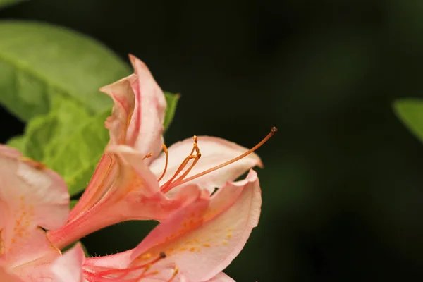 Siyah arka plan, pembe açelya