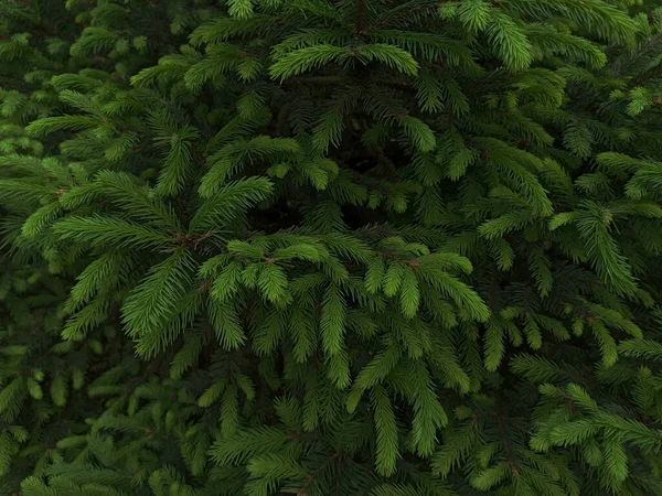 Branches European Green Spruce Tree Fir Needle Young Shoots Spruce — Stock Photo, Image