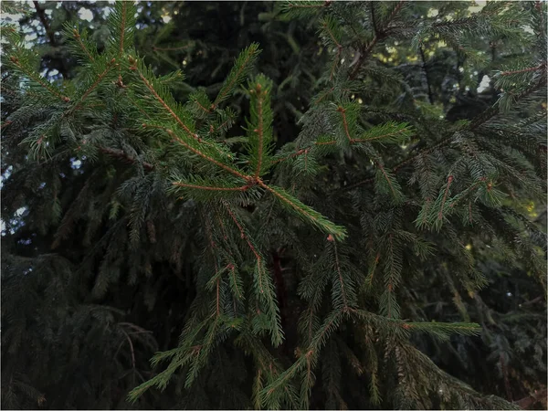 ヨーロッパの緑のトウヒの木モミの針の枝 昼間に屋外で捕獲された枝 クリスマスや新年などの背景のために — ストック写真