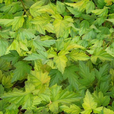 Çalıların parlak genç filizleri. İlkbaharda gündüz yakın çekim.