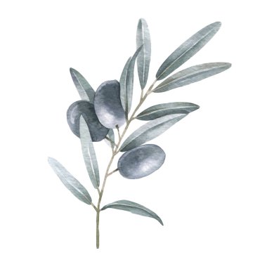 Çilekli zeytin dalı. Suluboya çizimi.