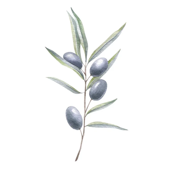 Olive Branch Berries Watercolor Drawing — Stock Photo, Image