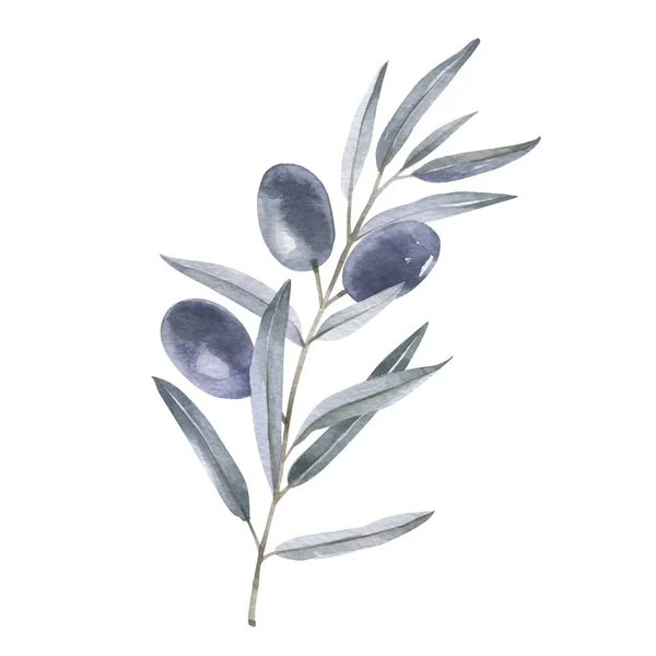 Olive Branch Berries Watercolor Drawing — Stock Photo, Image