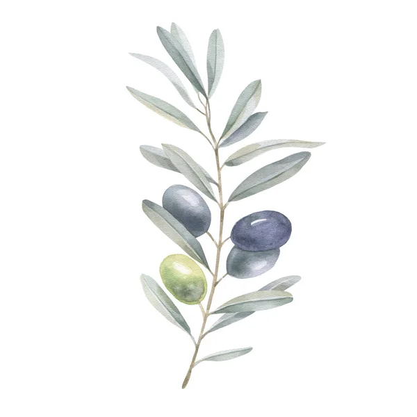 橄榄枝和浆果 水彩画 免版税图库图片