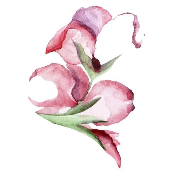 Croquis aquarelle d'une fleur aux couleurs rose et rouge — Image vectorielle