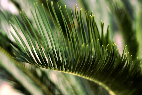 Green Palm Leaf Close — Stock Photo, Image