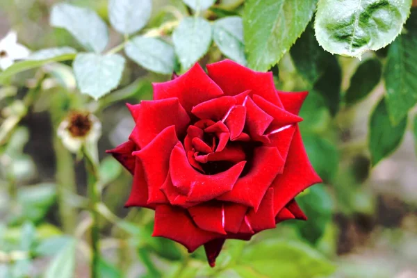 Красивая Красная Роза Саду Побережье Черного Моря Стоковое Фото