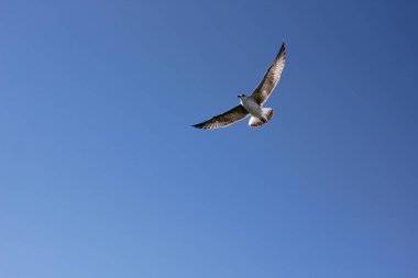 Bir martı mavi gökyüzünde uçuyor Karadeniz üzerinde