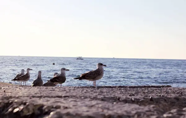 Seagulls Walk Black Sea Coast — Stock Photo, Image