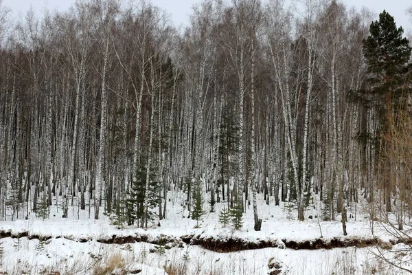 Winter Sibirischer Birken Und Kiefernwald — Stockfoto