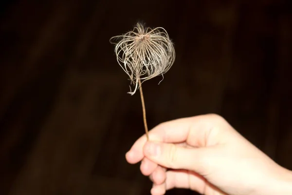 Dried Flower Hand Dark Background — Stock Photo, Image