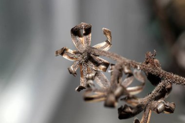 Küçük kurumuş çiçekler mavi bir arkaplanda kapanıyor.