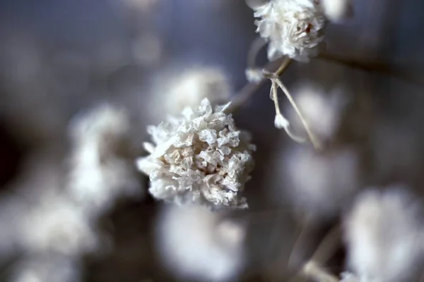 Una Pequeña Flor Blanca Sobre Fondo Azul — Foto de Stock