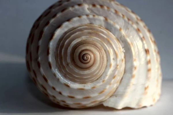 Muschel Vom Strand Auf Weißem Hintergrund — Stockfoto