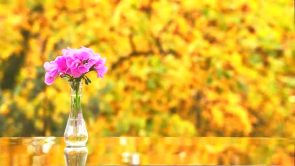 가랑잎을 배경으로 반사되어 제라늄 꽃다발이 배경에 — 비디오