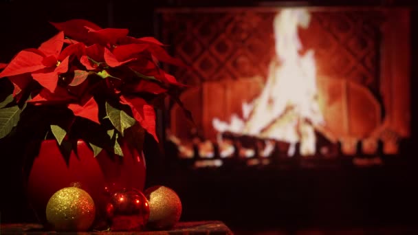Καίγοντας Τζάκι Χριστουγεννιάτικο Λουλούδι Χριστουγεννιάτικη Διάθεση — Αρχείο Βίντεο