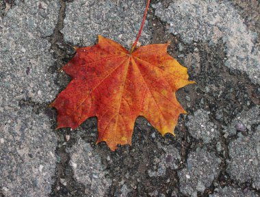 Sonbaharda asfalt zeminde kırmızı turuncu akçaağaç yaprağı