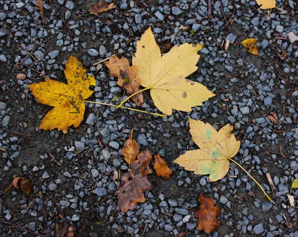 yellow leaves on a forest track in autumn