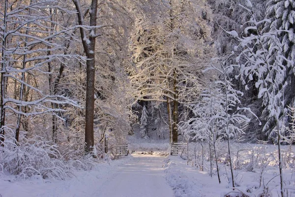Várias Árvores Inverno Congeladas Fundo Floresta Inverno Paisagem — Fotografia de Stock