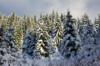 Kış ormanı arka planında köknar ağaçları karla kaplandı