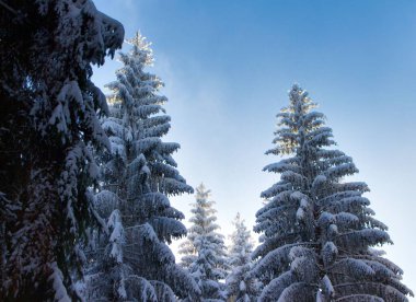 Büyük kar, mavi gökyüzü arka planına sahip köknar ağaçlarını kapladı