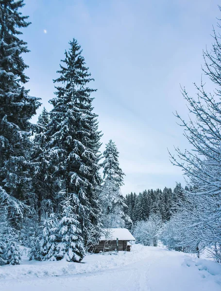 wooden cabin in winter landscape with big snow covered fir trees