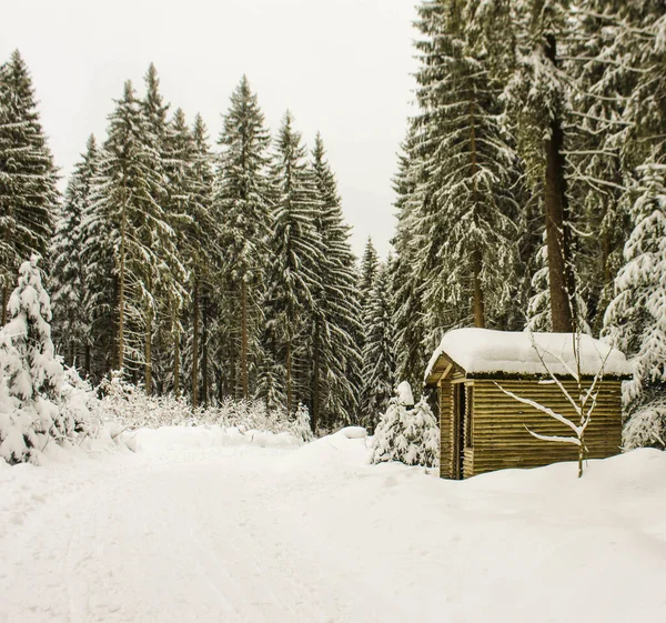 Mountain Hut Snow Covered Winter Forest Tall Fir Trees Background — Stock Photo, Image