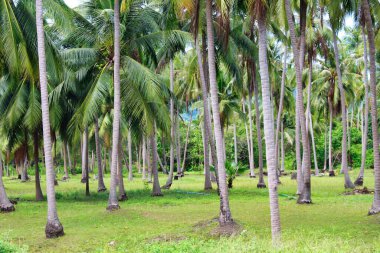 Palmiye ağaçları Tayland ve Asya 'da seyahat eder